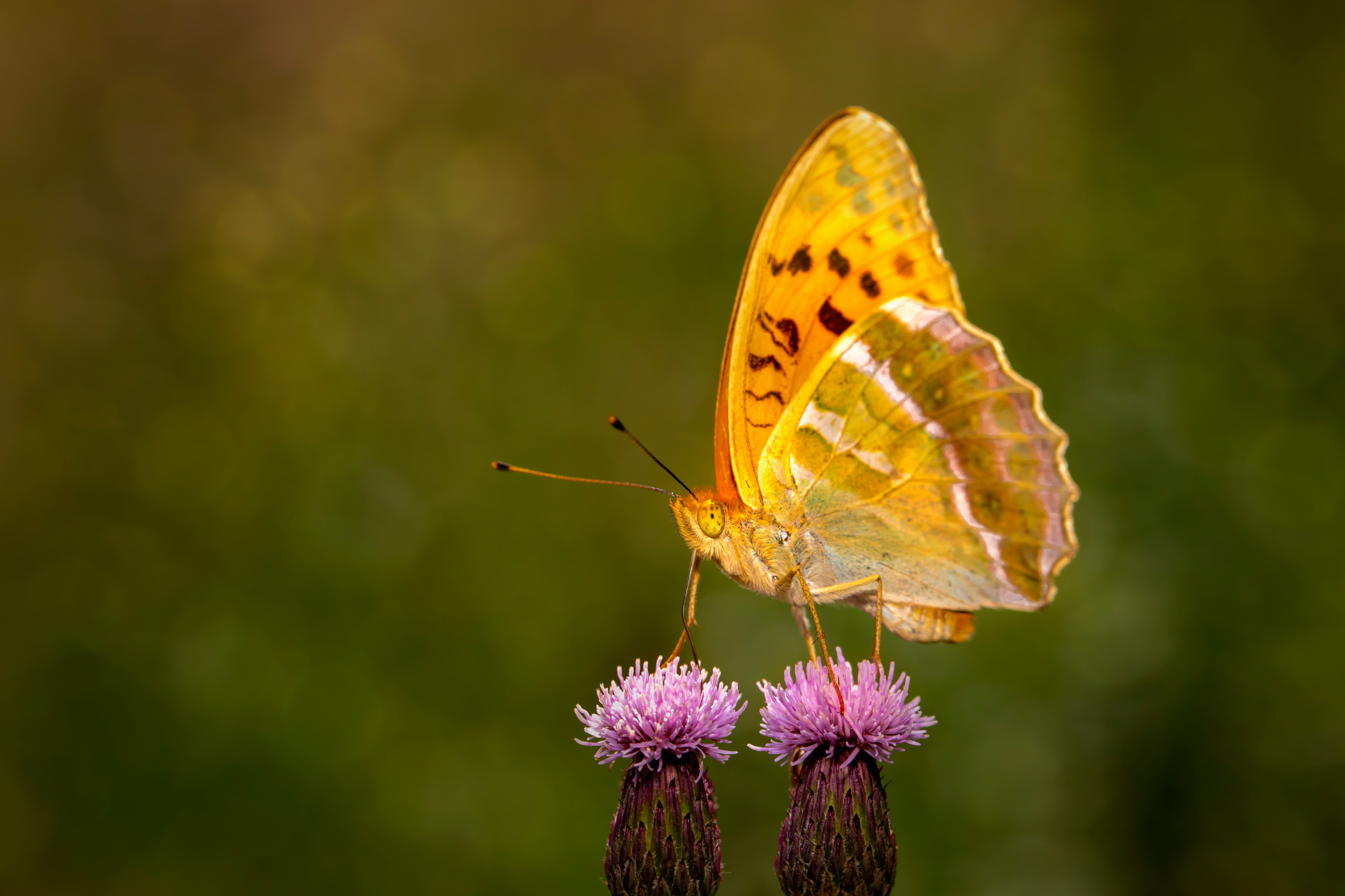 yellow butterfly perched on purple flower in close up photography during daytime